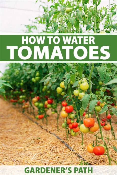 using a moisture meter on container tomatoes|how to water tomato plants.